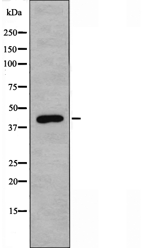 IRF2 Antibody