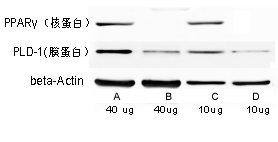 RIPA裂解缓冲液(Western Blot)裂解效果图