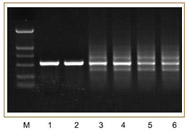 高特异性热启动Taq DNA聚合酶与其他公司Taq DNA聚合酶实例对比图
