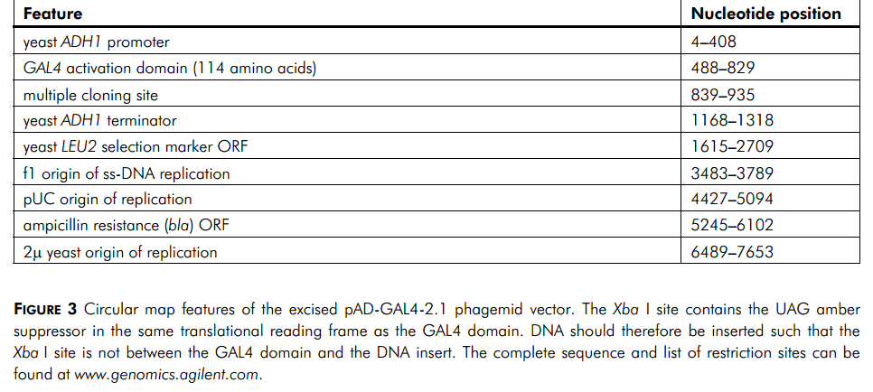pAD-GAL4-2.1 载体特征