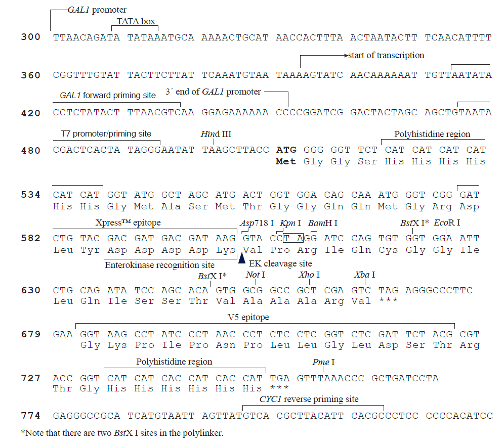 pYC2/NT A 多克隆位点