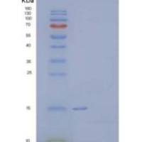 人朊病毒样蛋白多佩尔/PRND重组蛋白C-6His