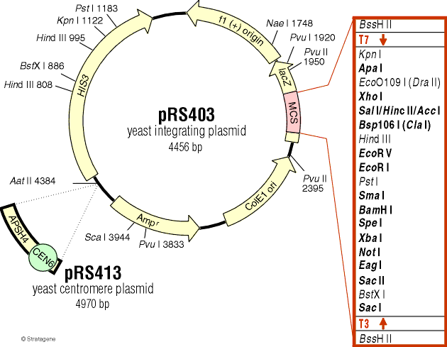 pRS413载体图谱