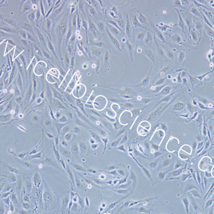 MS1 小鼠胰岛内皮细胞/STR鉴定/镜像绮点（Cellverse）