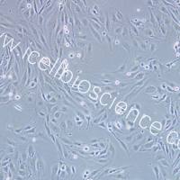 MS1、MS1细胞、MS-1细胞、MS-1、小鼠胰岛内皮细胞/STR鉴定/镜像绮点