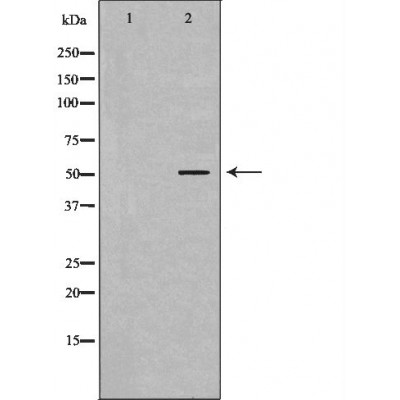 CFLAR Antibody
