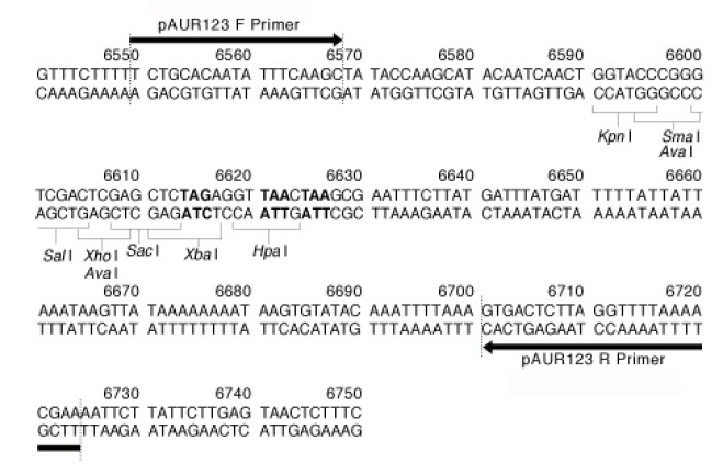 pAUR123多克隆位点
