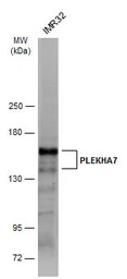 PLEKHA7 antibody