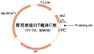 即用型蓝白T载体C型(T7-T3，无MCS)质粒图谱