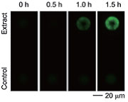多功能单细胞显微操作系统-FluidFM OMNIUM