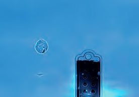 多功能单细胞显微操作系统-FluidFM OMNIUM