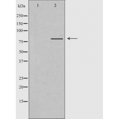 PJA2 Antibody