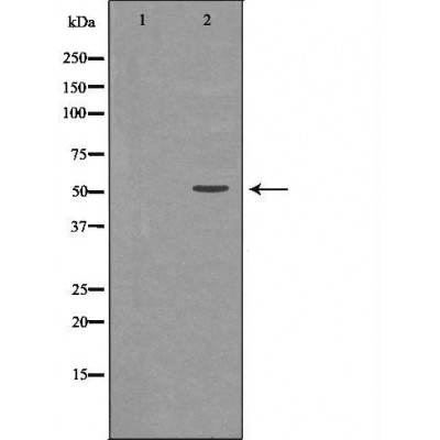U2AF2 Antibody