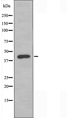 CXCR7 Antibody