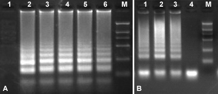 Bst DNA聚合酶3.0应用实例