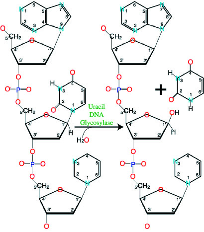 人类单链选择性单功能尿嘧啶-DNA糖基化酶反应示意图