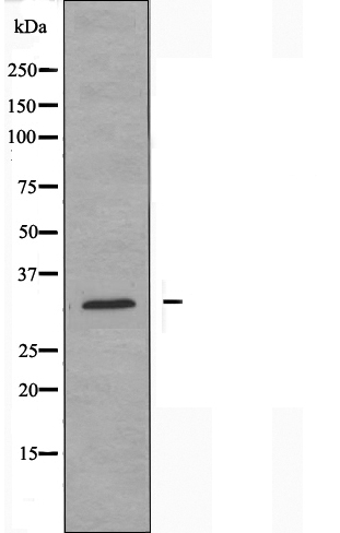 PTTG1 Antibody