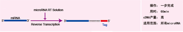 microRNA反转录原理