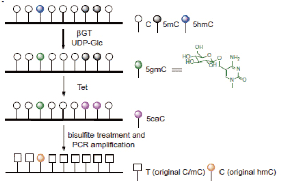 TAB-Seq*
