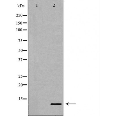IL8 Antibody