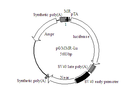 AP-1-Luc荧光素酶报告基因质粒