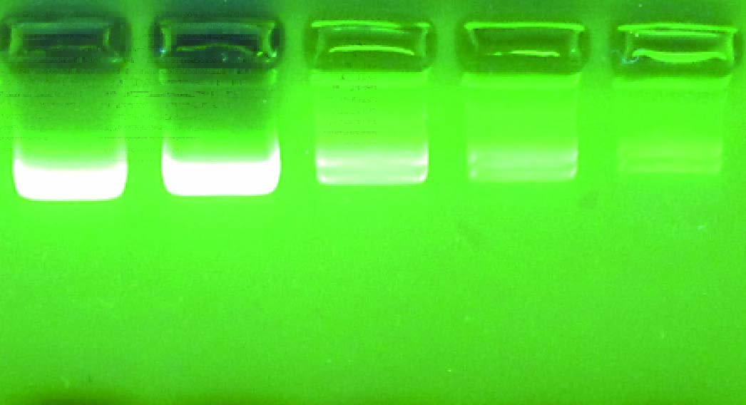 硅胶膜DNA离心吸附柱(大量提取)