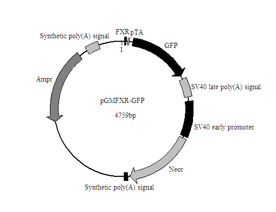 FXR-GFP报告基因质粒