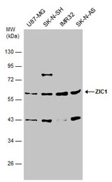 ZIC1 antibody