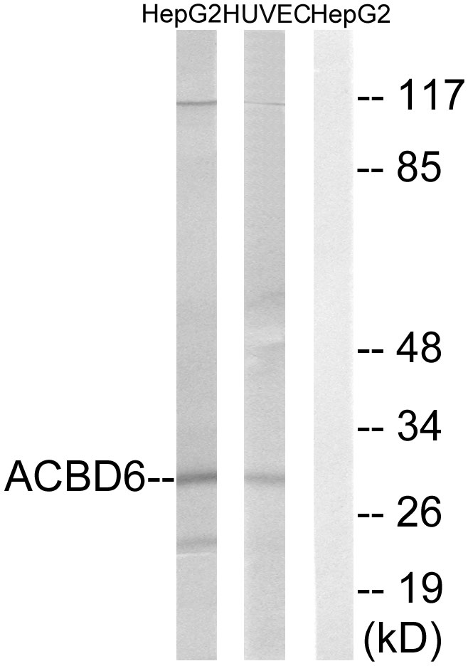 ACBD6 Antibody