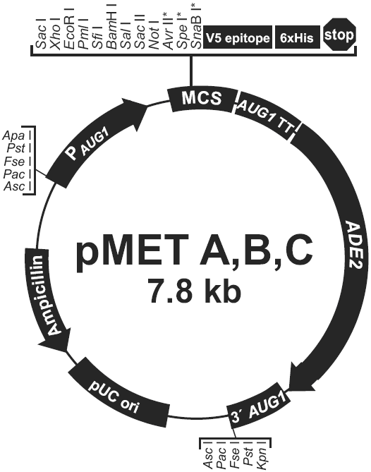 pMET C载体图谱