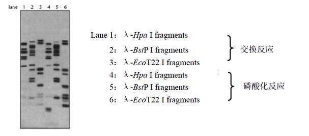 5′末端同位素标记试剂盒，各DNA片段的放射自显影结果