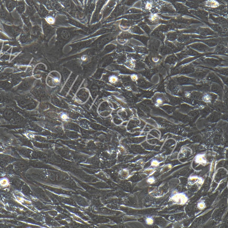 大鼠子宫内膜基质细胞/免疫荧光鉴定/镜像绮点（Cellverse）