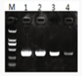 2×Hot Start Taq PCR MasterMix