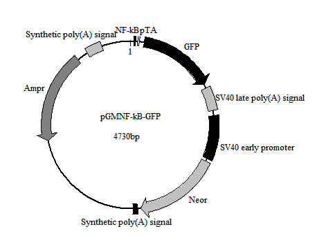 NF-κB-GFP报告基因质粒