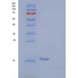 人PDCD1/PD-1/CD279重组蛋白C93S Mutant, C-6His