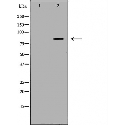 CD44 Antibody
