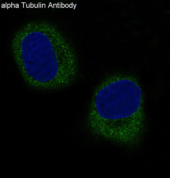 alpha Tubulin Antibody
