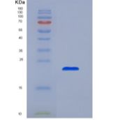 小鼠白介素10(IL10)重组蛋白