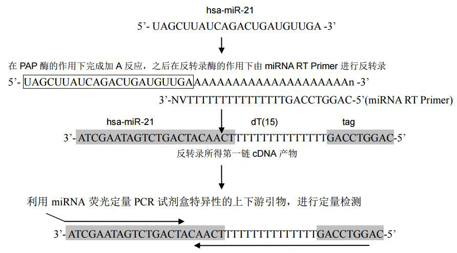 hsa-miR-21反转录实例设计原理