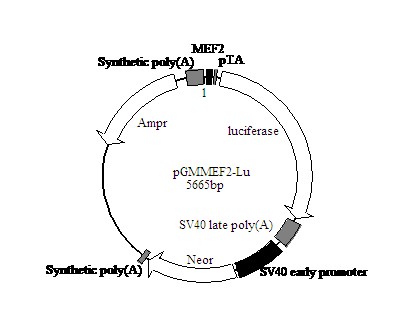 MEF2-Luc荧光素酶报告基因质粒