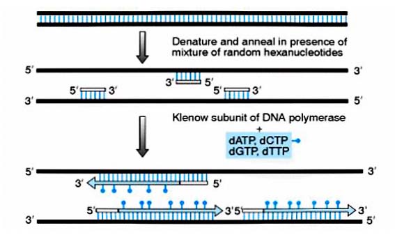 随机引物法DNA探针标记试剂盒