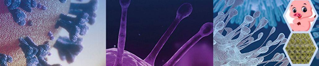 固康生物重磅引进：全新猪系列检测试剂，守护健康新选择！