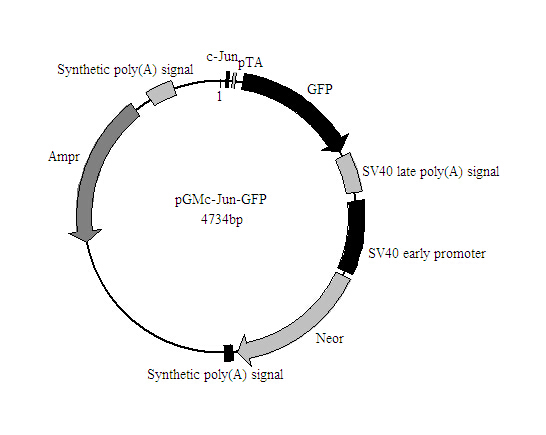c-Jun-GFP报告基因质粒