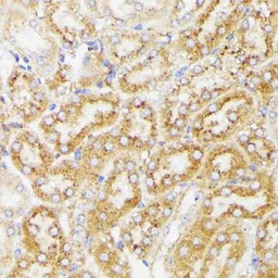 Galactosylceramidase antibody