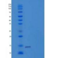 小鼠巨噬细胞移动抑制因子(MIF)重组蛋白C-6His