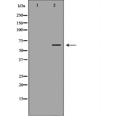 STIP1 Antibody
