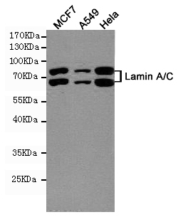 Lamin A/C Mouse mAb