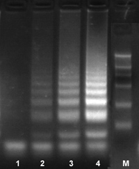 Bst DNA聚合酶2.0应用实例