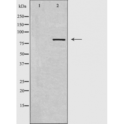 DCLK2 Antibody