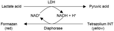 Caspase 9分光光度法检测试剂盒